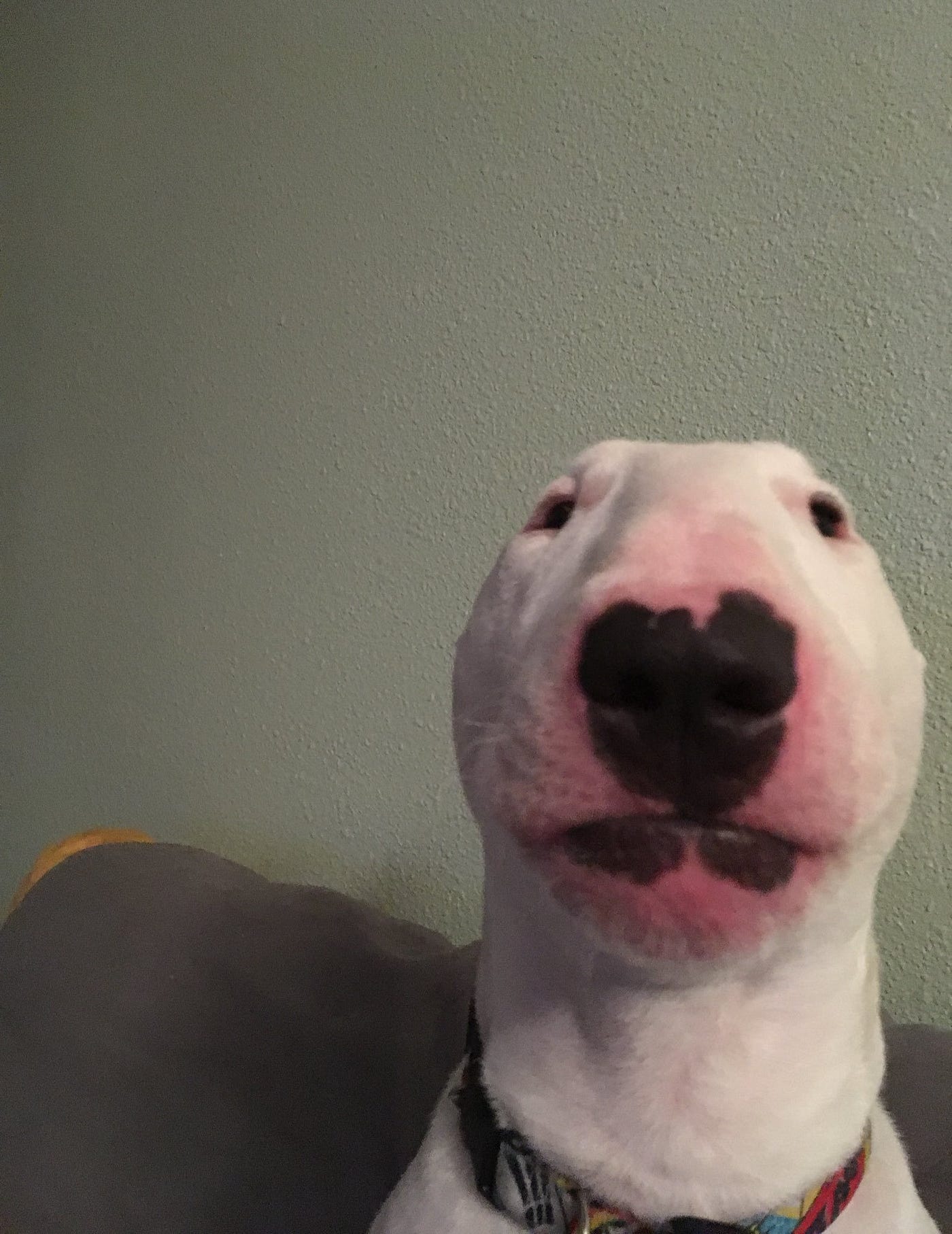 CASHDOG token
